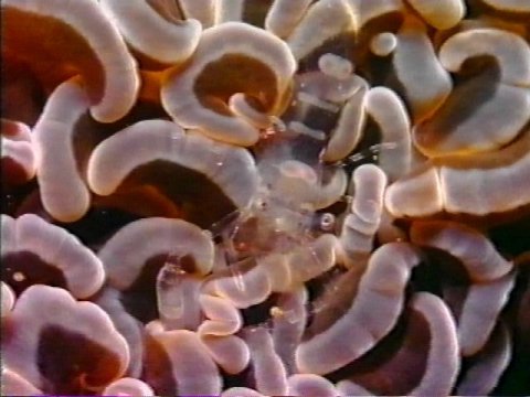MKramer-gbr238-Shrimp-clear body-from Great Barrier Reef.jpg