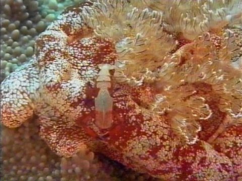 MKramer-gbr239-Shrimp-camouglaged-from Great Barrier Reef.jpg