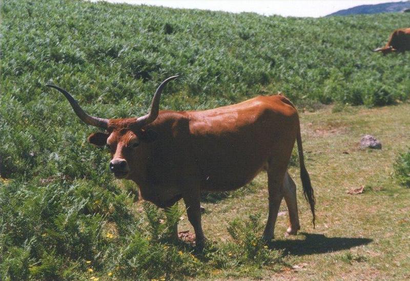 MKramer-koe1-Portuguese Longhorn Cow.jpg