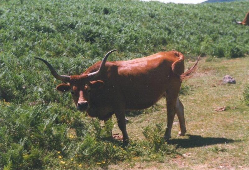 MKramer-koe2-Portuguese Longhorn Cow.jpg
