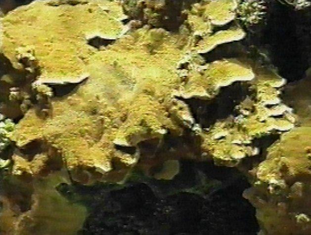 MKramer-koraal11-Coral.jpg
