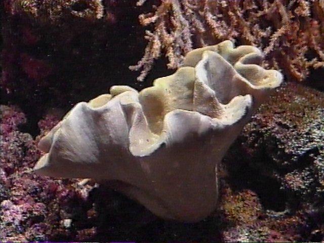 MKramer-koraal23-Coral.jpg