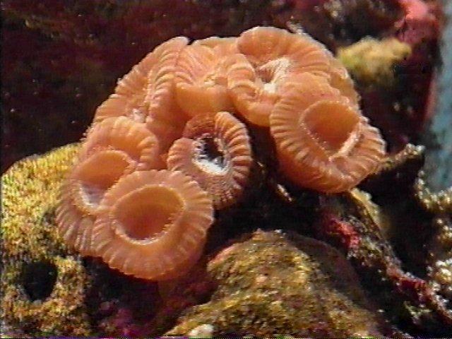 MKramer-koraal29-Coral.jpg