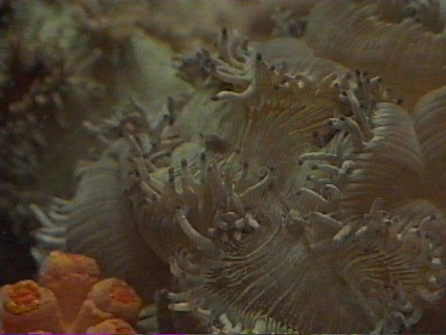 MKramer-koraal3-Coral.jpg