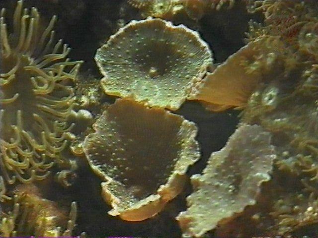 MKramer-koraal33-Coral.jpg