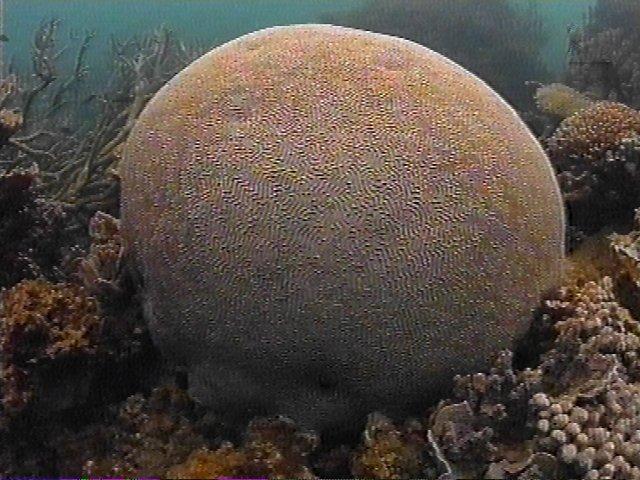 MKramer-koraal5-Coral.jpg