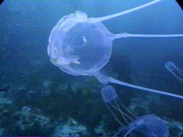 MKramer-kubuskwal1-Cube Jellyfish-from South Africa.jpg