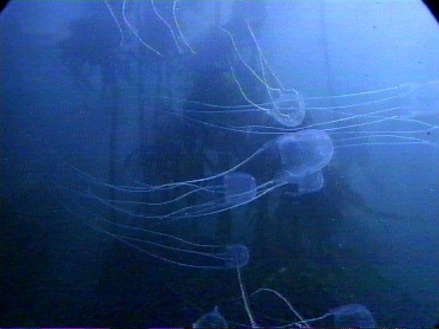 MKramer-kubuskwallen1-Cube Jellyfish-from South Africa.jpg
