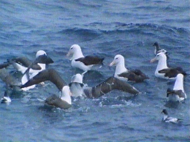 MKramer-misc tubenoses1-Albatrosses-and-Petrels.jpg