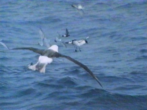 MKramer-misc tubenoses2-Albatrosses-and-Petrels.jpg