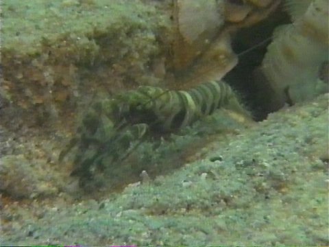 MKramer-shrimp1-living with goby.jpg