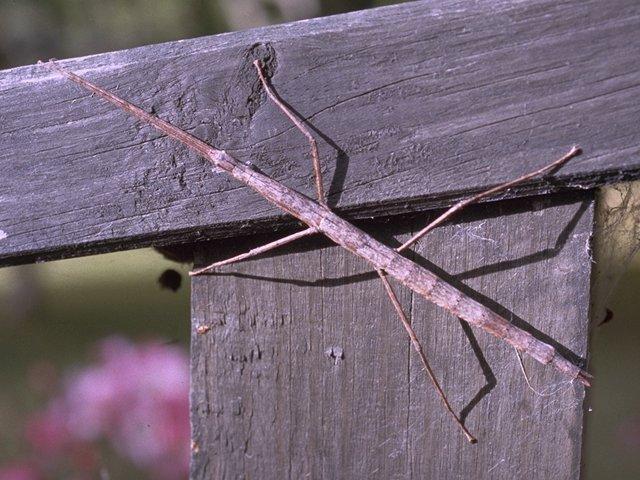 MKramer-stick insect-from New Zealand.jpg