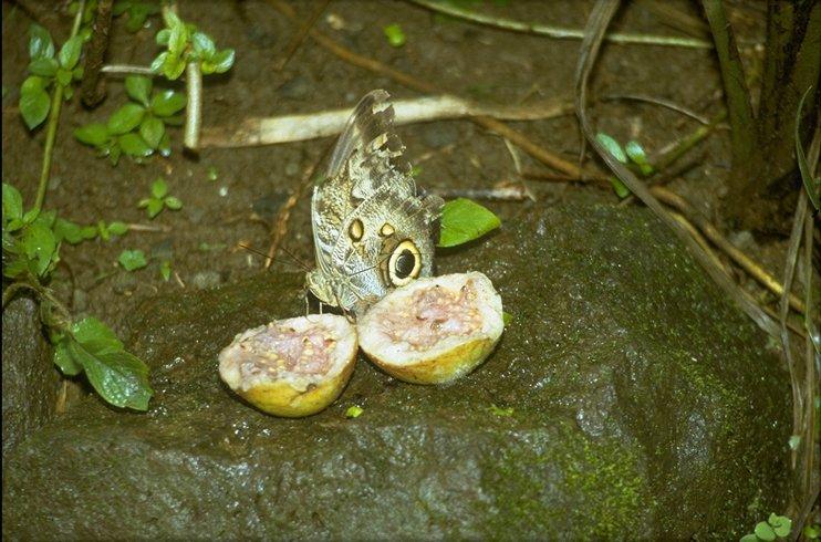MKramer-uhu butterfly-from Costa Rica.jpg
