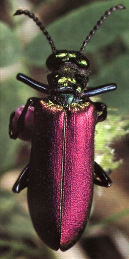 Maroon-beetle-closeup-by Linda Bucklin.jpg