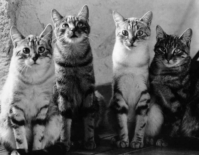 McEnerycat02-House Cat Kittens-by Stellactica.jpg