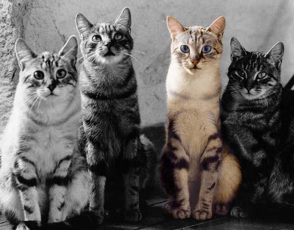 McEnerycat02clr-House Cat Kittens-by Stellactica.jpg