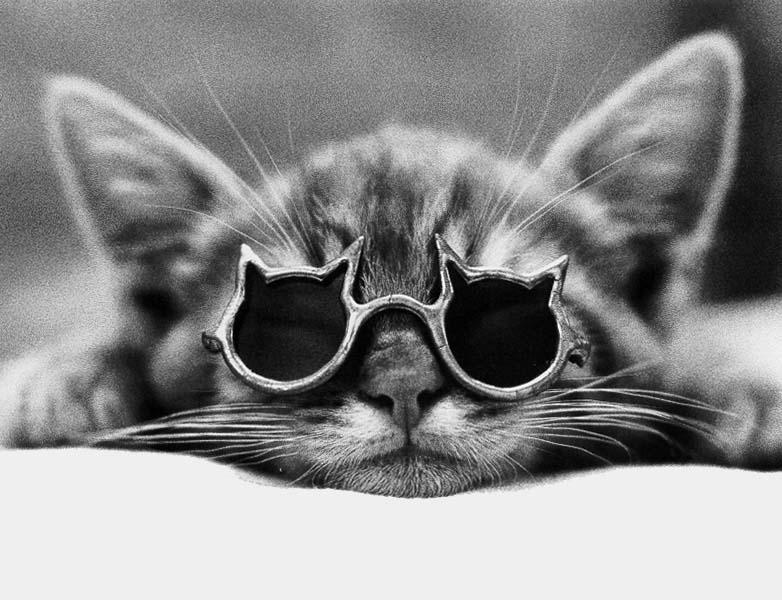 McEnerycat05-House Cat Kittens-by Stellactica.jpg