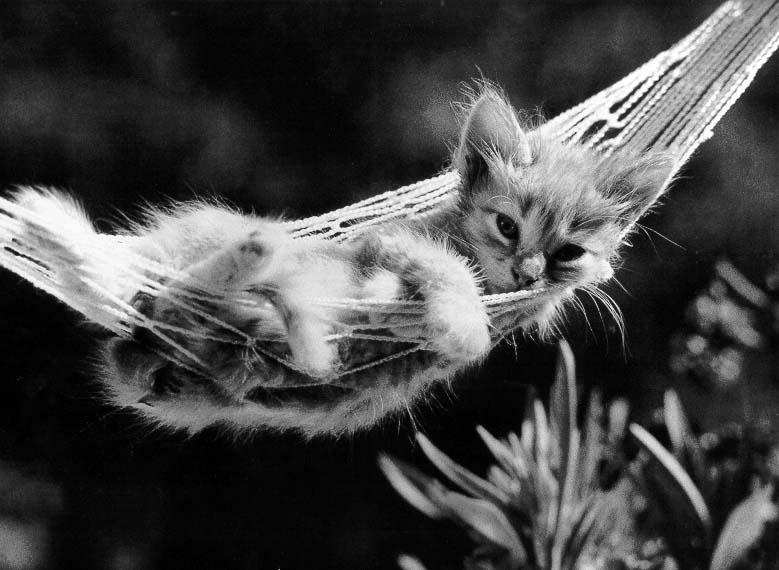 McEnerycat06-House Cat Kittens-by Stellactica.jpg
