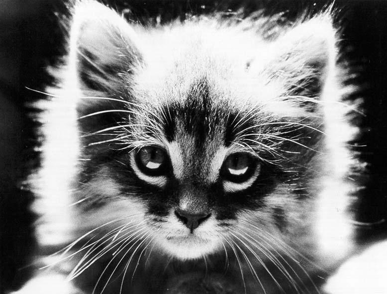 McEnerycat12-House Cat Kittens-by Stellactica.jpg