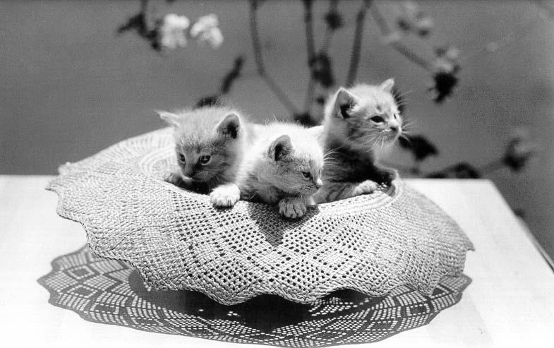 McEnerycat13-House Cat Kittens-by Stellactica.jpg