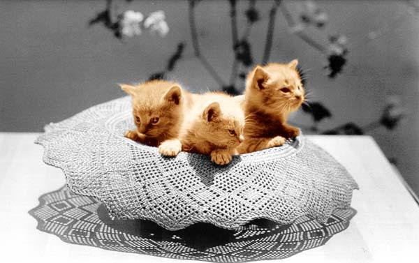 McEnerycat13clr-House Cat Kittens-by Stellactica.jpg