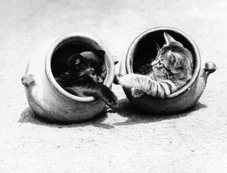 McEnerycat14-House Cat Kittens-by Stellactica.jpg