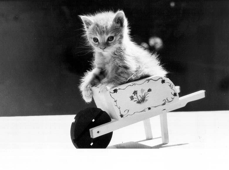 McEnerycat15-House Cat Kittens-by Stellactica.jpg