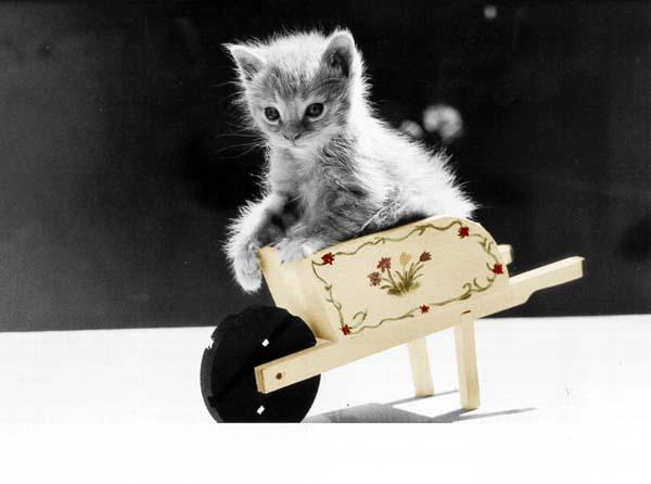 McEnerycat15clr-House Cat Kittens-by Stellactica.jpg