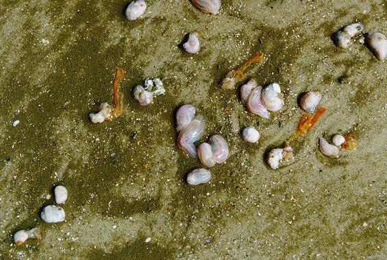 Mollusk1-from Tybee Island-by S Thomas Lewis.jpg