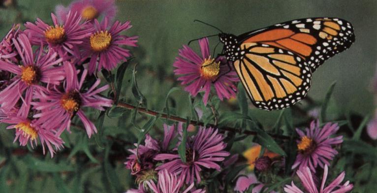 MonarchButterfly on flower-by Linda Bucklin.jpg