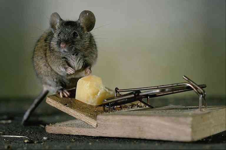 Mouse-by-Cheese-by Trudie Waltman.jpg