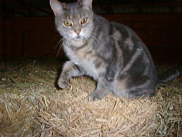 Muffin003-Gray House Cat-by LickMaster.jpg