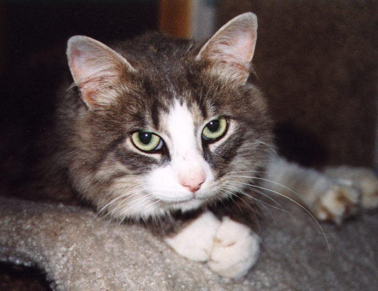 Murphy-8-99-House Cat-face closeup-by Linda Bucklin.jpg