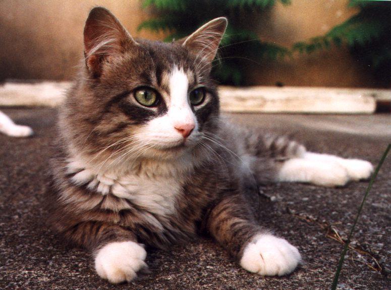Murphy-9-99-House Cat-closeup-by Linda Bucklin.jpg