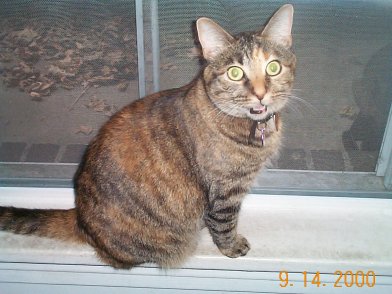 Murphy-House Cat Kitten-9-14-2000-by Lynda K.jpg