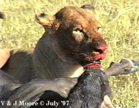 NG-African Lion3-Eating-a-kill-by Vern Moore.jpg