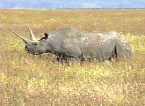 Ngorongoro-Rhinocerose4-by Vern Moore.jpg