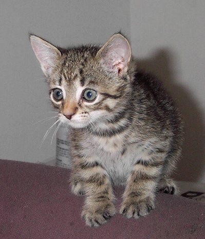 Oswald-House Cat Kitten-by Kathy Keeley.jpg