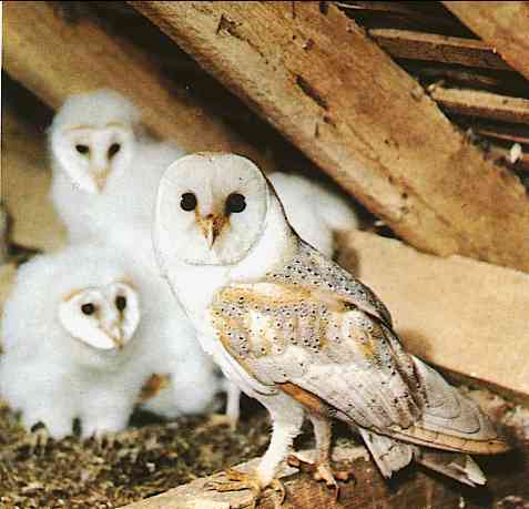 Owl-Mother-Barn Owls-by Trudie Waltman.jpg
