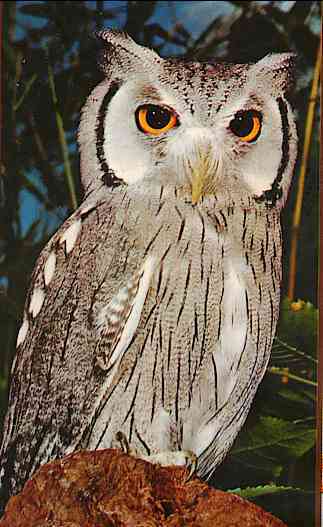 Owl01-Northern White-faced Scops Owl-by Trudie Waltman.jpg