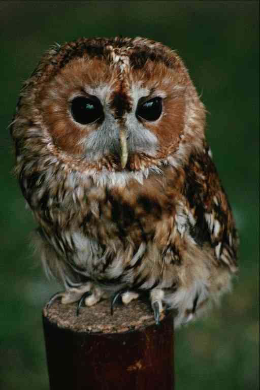 Owl unidentified-by Trudie Waltman.jpg