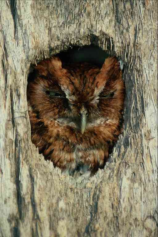 Owl unidentified-in-Treehole-by Trudie Waltman.jpg