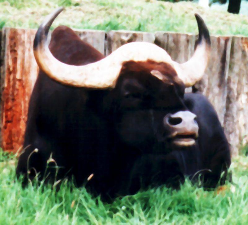 Ox-Bull Gaur-Bos gaurus-closeup-by Theresa.jpg