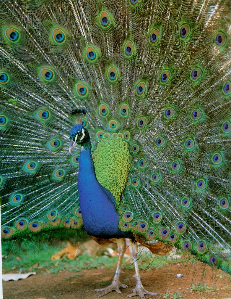 Peacock J00-WideWings.jpg