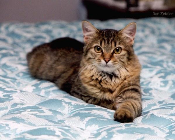 Pennyacs-House Cat Kitten-on bed-by Ron Zeidler.jpg