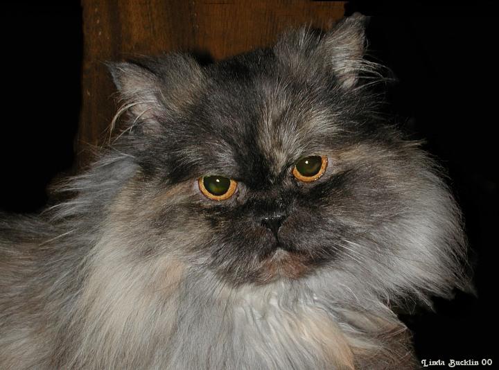 Percy-Persian House Cat-by Linda Bucklin.jpg