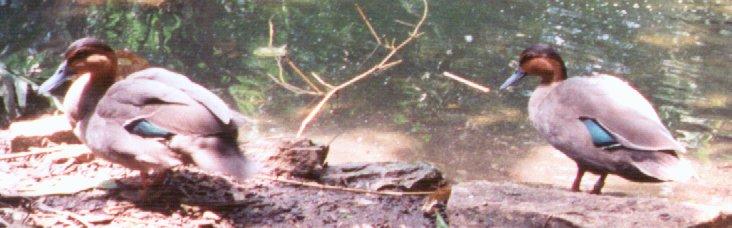 PhilippineDucks-Pair on swamp bank-by Dan Cowell.jpg
