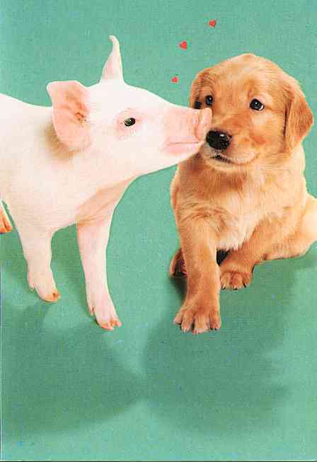 Piggy Puppy-love-TR-Domestic Pig-and-Yellow Labrador Retriever-by Trudie Waltman.jpg