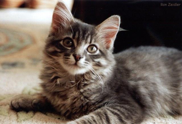 Princess6s-House Cat Kitten-face closeup-by Ron Zeidler.jpg
