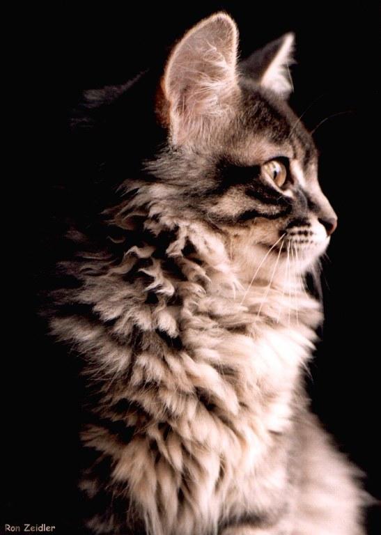 Princess9aa-House Cat-portrait-by Ron Zeidler.jpg